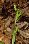 Thinfruit sedge